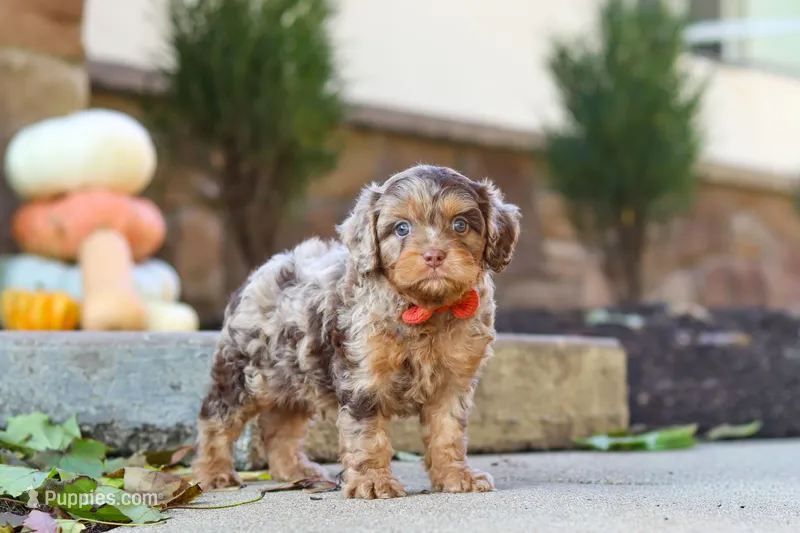 Huckleberry – Cavapoo puppy for sale in Millersburg, OH
