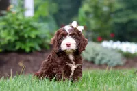 Hazel, a female Cockapoo for sale in Millersburg, OH – 4 of 8
