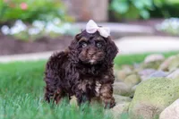 Sophie, a female Cockapoo for sale in Millersburg, OH – 8 of 10