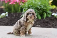 Hudson, a male Cockapoo for sale in Millersburg, OH – 6 of 8