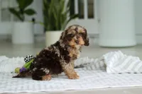 Maverick, a male Cockapoo for sale in Millersburg, OH – 2 of 7