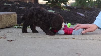Copper, a male Cavapoo for sale in Millersburg, OH – 7 of 7