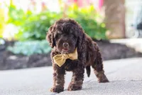 Trevor, a male Cockapoo for sale in Millersburg, OH – 8 of 10
