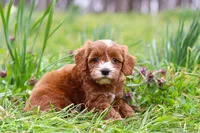 Mickey, a male Cavapoo for sale in Millersburg, OH – Photo 10 of 10