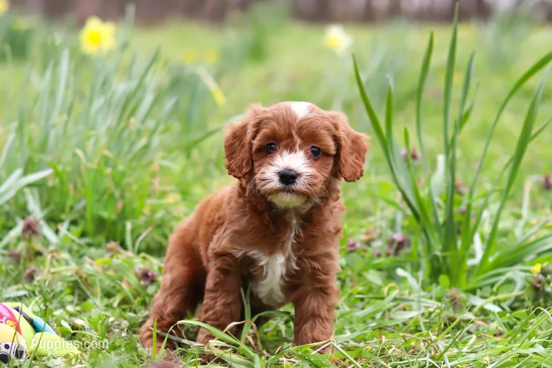 Mickey – Cavapoo puppy for sale in Millersburg, OH