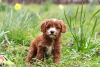 Mickey, a male Cavapoo for sale in Millersburg, OH – Photo 1 of 10