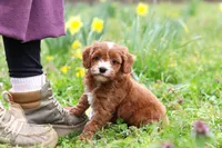 Mickey, a male Cavapoo for sale in Millersburg, OH – Photo 5 of 10