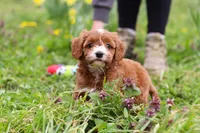 Mickey, a male Cavapoo for sale in Millersburg, OH – Photo 7 of 10