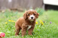 Mickey, a male Cavapoo for sale in Millersburg, OH – Photo 9 of 10