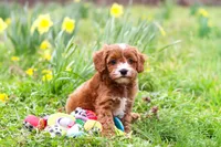 Mickey, a male Cavapoo for sale in Millersburg, OH – Photo 4 of 10