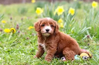 Mickey, a male Cavapoo for sale in Millersburg, OH – Photo 2 of 10