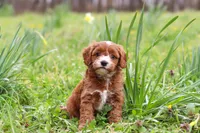 Mickey, a male Cavapoo for sale in Millersburg, OH – Photo 8 of 10