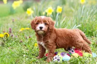 Mickey, a male Cavapoo for sale in Millersburg, OH – Photo 6 of 10