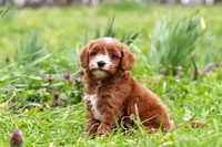 Mickey, a male Cavapoo for sale in Millersburg, OH – Photo 3 of 10