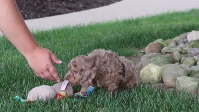 Leo, a male Cockapoo for sale in Millersburg, OH – 10 of 10