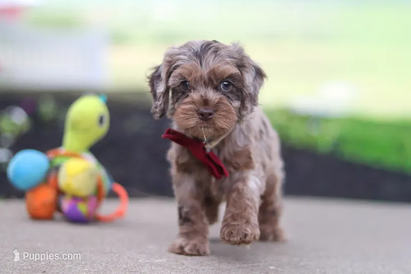 Kobe – Cockapoo puppy for sale in Millersburg, OH