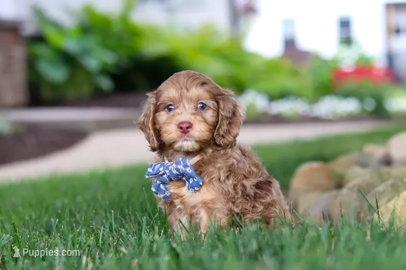 Leo – Cockapoo puppy for sale in Millersburg, OH