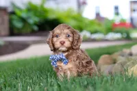 Leo, a male Cockapoo for sale in Millersburg, OH – 1 of 10