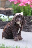 Sylvia, a female Cockapoo for sale in Millersburg, OH – 2 of 8
