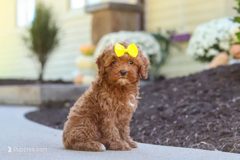 Willow – Cockapoo puppy for sale in Millersburg, OH