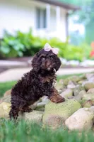Sophie, a female Cockapoo for sale in Millersburg, OH – 9 of 10