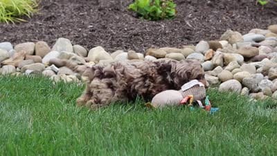 Nova, a female Cockapoo for sale in Millersburg, OH – 6 of 6