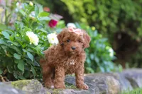 Willow, a female Cockapoo for sale in Millersburg, OH – 5 of 8