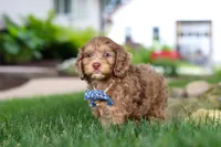 Leo, a male Cockapoo for sale in Millersburg, OH – 6 of 10