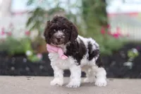 Aleah, a female Cockapoo for sale in Millersburg, OH – 3 of 6
