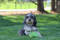 Edgar, a male Cavapoo for sale in Millersburg, OH – 7 of 7