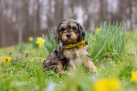 Edgar, a male Cavapoo for sale in Millersburg, OH – Photo 4 of 7