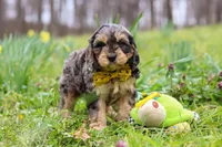 Edgar, a male Cavapoo for sale in Millersburg, OH – Photo 6 of 7