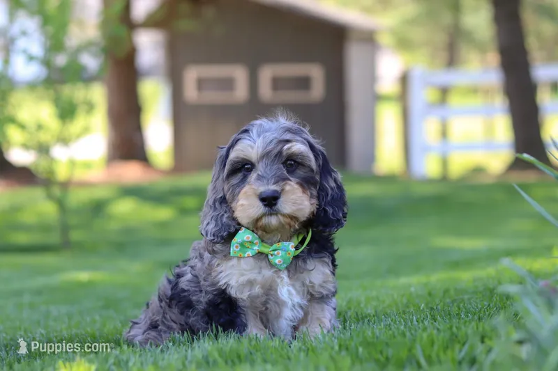 Edgar – Cavapoo puppy on hold in Millersburg, OH