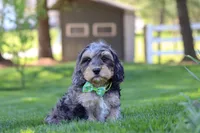 Edgar, a male Cavapoo for sale in Millersburg, OH – 1 of 7