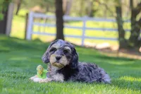 Edgar, a male Cavapoo for sale in Millersburg, OH – 4 of 7