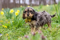 Edgar, a male Cavapoo for sale in Millersburg, OH – Photo 7 of 7