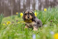 Edgar, a male Cavapoo for sale in Millersburg, OH – Photo 5 of 7