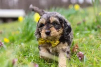 Edgar, a male Cavapoo for sale in Millersburg, OH – Photo 3 of 7