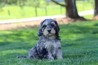 Edgar, a male Cavapoo for sale in Millersburg, OH – 5 of 7