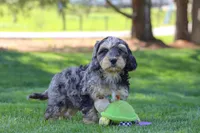 Edgar, a male Cavapoo for sale in Millersburg, OH – 6 of 7