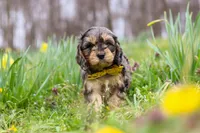 Edgar, a male Cavapoo for sale in Millersburg, OH – Photo 2 of 7