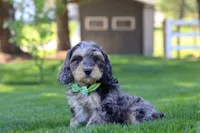 Edgar, a male Cavapoo for sale in Millersburg, OH – 3 of 7