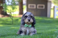 Edgar, a male Cavapoo for sale in Millersburg, OH – 2 of 7