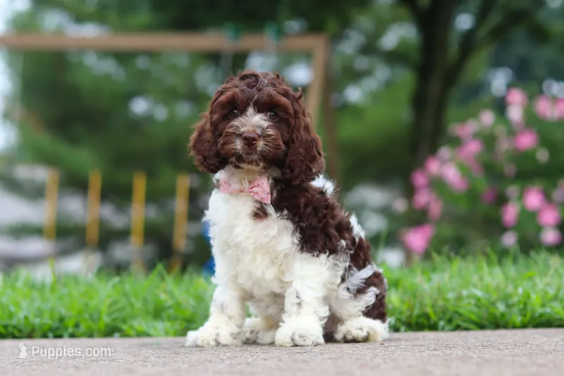 Aleah – Cockapoo puppy for sale in Millersburg, OH