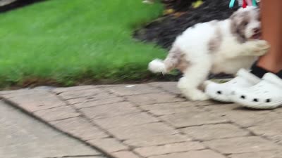Nicole, a female Cockapoo for sale in Millersburg, OH – 8 of 8