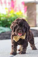 Trevor, a male Cockapoo for sale in Millersburg, OH – 7 of 10