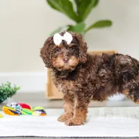 Angela, a female Cockapoo for sale in Millersburg, OH – Photo 4 of 6