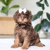 Angela, a female Cockapoo for sale in Millersburg, OH – Photo 1 of 6