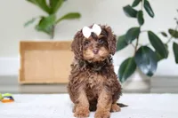 processed/e2a88229-6ee6-43e5-826b-f63cd4dbe397/listing/1607f7db-176b-4f68-84ee-488eb05bd01e/cc96dc0c-4e29-44d5-a551-db3e7d7ff37e