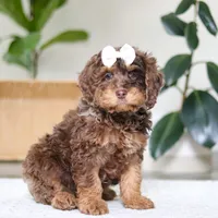 Angela, a female Cockapoo for sale in Millersburg, OH – Photo 2 of 6